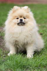 Pomeranian pomeranian beige sits contented on green grass