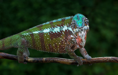 Chameleon Furcifer pardalis Antalaha angry male panther chameleon