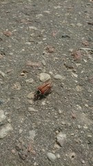 Cockchafer going to street
