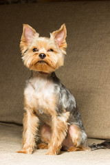 Dog Yorkshire Terrier after a haircut sits on the couch