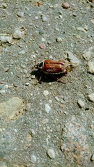 Picture with crockchafer