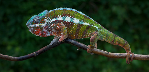 Chameleon Furcifer pardalis Antalaha angry male panther chameleon