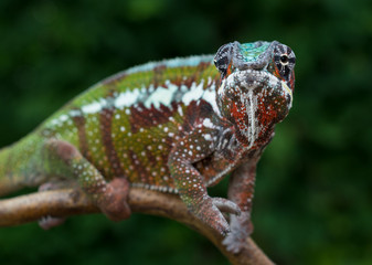 Chameleon Furcifer pardalis Antalaha angry male panther chameleon