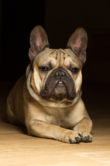 French bulldog of fawn color, black background