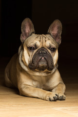 Fototapeta premium French bulldog of fawn color, black background