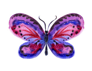 Blue-purple butterfly, watercolor painting on white background.