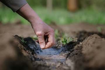 An elderly man planting seeds in the garden