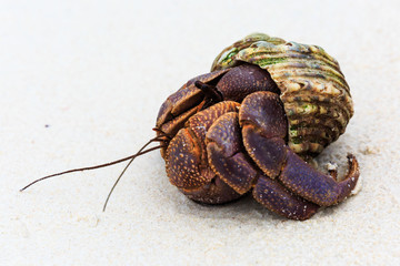 Einsiedlerkrebs am Strand im Mergui Archipel