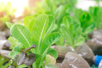 Vegetable hydroponics planting in bottle plastic,macro view,closeup,bright sunlight,