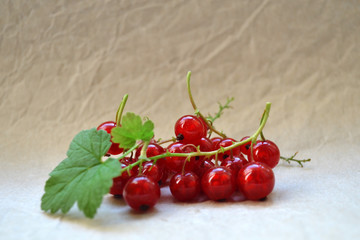 branch of red currant with leaves