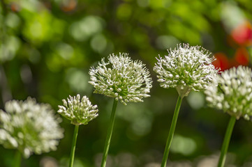  flower head of the edible onion (Allium cepa). Selective focus.