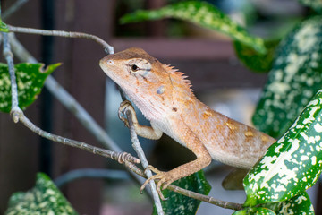 Female Oriental garden lizard (chordata: Sarcopterygii: reptilia: squamata: Agamidae: Calotes versicolor) climbing and crawling on a tree