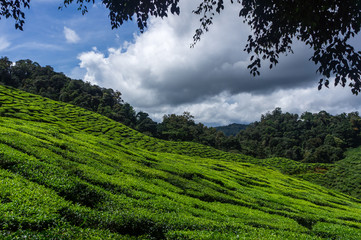 Fototapeta na wymiar Plantations de thé des Cameron Highlands, Malaisie