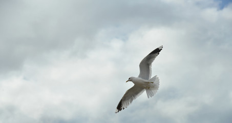 Seagull flying in the sky.