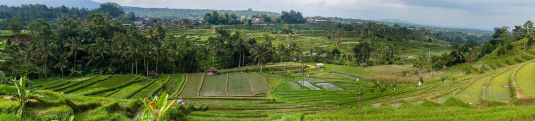 Panorama de rizières à Bali, Indonesia