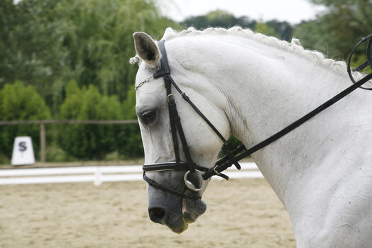 Lipizzaner horse with braided mane on the racetrack