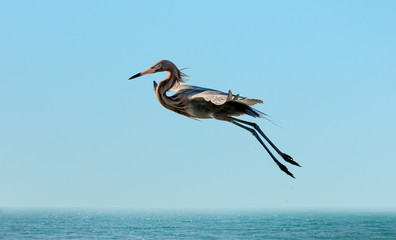 Tricolored heron flying over water, Sanibel Island, Florida, USA