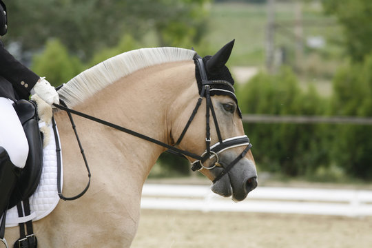 Young norwegian fjord breed mare on dressage event with unknown rider