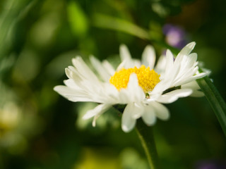 Fototapeta premium A daisy flower on a green background. One field daisy in the field of gerbera or daisy