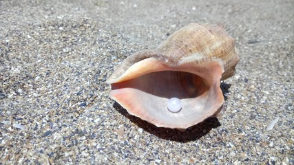 Seashell on sand