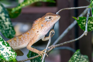Female Oriental garden lizard (chordata: Sarcopterygii: reptilia: squamata: Agamidae: Calotes versicolor) climbing and crawling on a tree