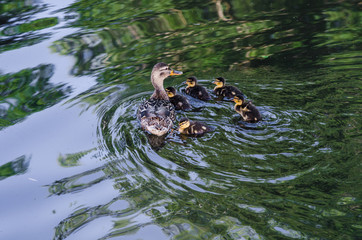 Fototapeta premium Duck family in the pond
