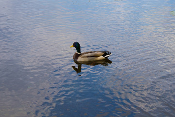 Drake with reflection, floating in the lake with blue water