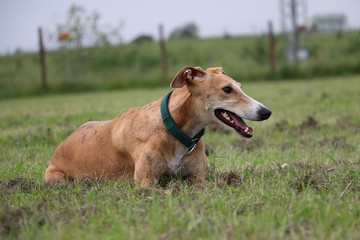 windhund liegt auf einer wiese