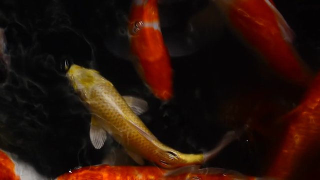 Japan Koi Carp,Colorful fancy fish.is swimming.