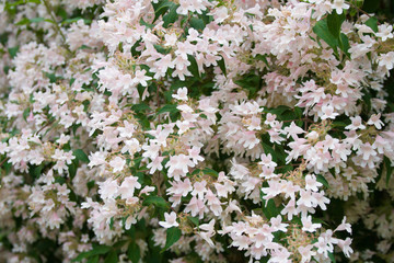 Background with light pink flowers and green leaves