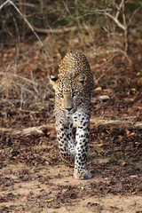 The Sri Lankan leopard (Panthera pardus kotiya) in the bush