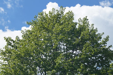 green, pflanze, natur, himmel, blätter