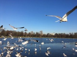 Sky full of birds over a lake