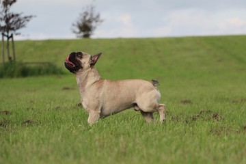 französische bulldogge steht im garten