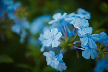 beautiful Plumbago closeup