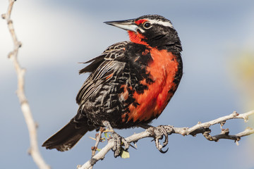 Wojak długosterny, Meadowlark, Sturnella loyca, Laguna Nemez, El Calafate, Argentyna
