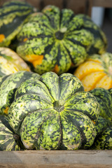Colorful Acorn Squash at Farmers Market