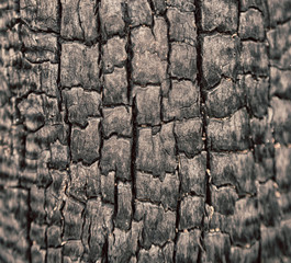 in the forest a piece of tree burned