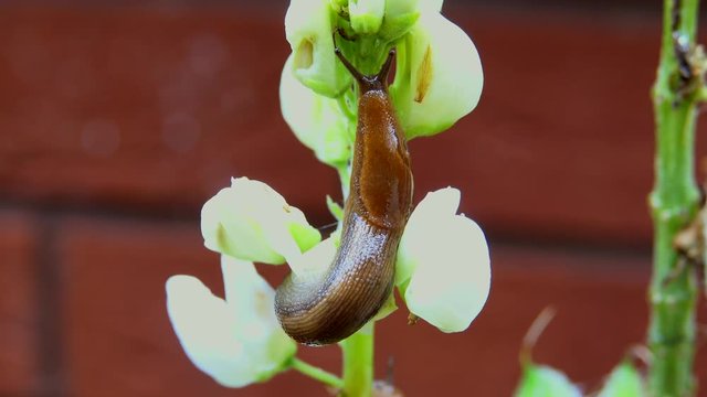 Close-up of garden slug descending from plant on a thread of mucus