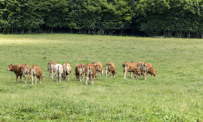 cows at the meadow