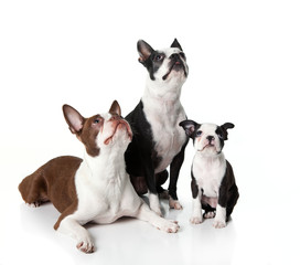 Three Boston Terriers sitting together looking up