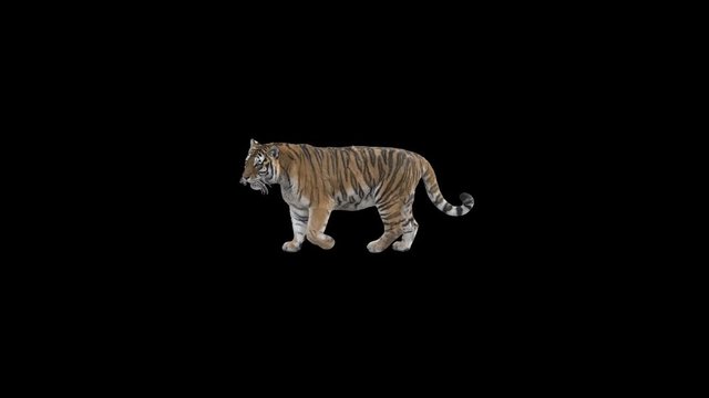 Tiger slowly walking across the frame on black screen, real shot, isolated on alpha channel premultiplied with black and white luminance matte, perfect for digital composition, cinema, 3d mapping