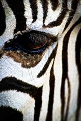Fototapeta na wymiar Zebra Eye