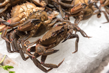 Crabs at Sea Fish Market