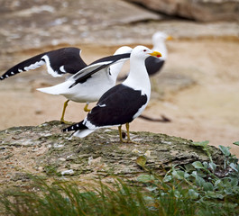 seagull   in south africa   coastline cape