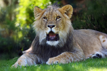 The african lion (Panthera leo) young male lying on green grass