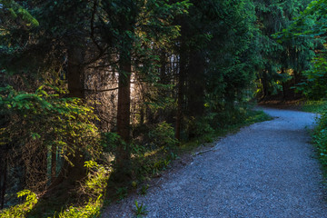 Weg und Wald Gegenlicht