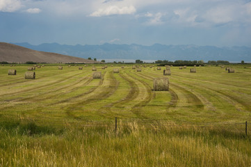 Field of Baled Hay