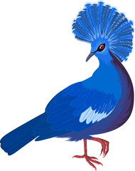 victoria crowned pigeon