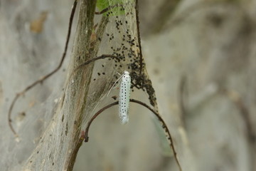 Gespinstmotte Yponomeutidae Plage Netz
